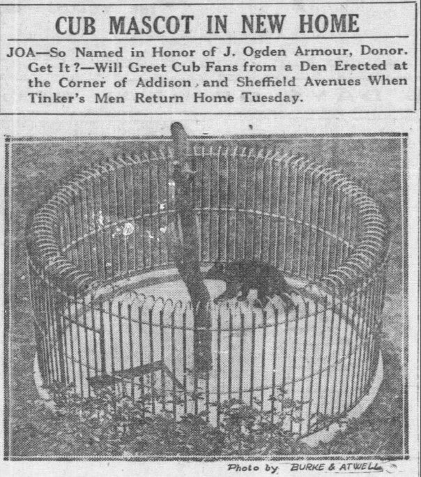 1916 Chicago Cubs Live Bear Cub Mascot Worn Collar9