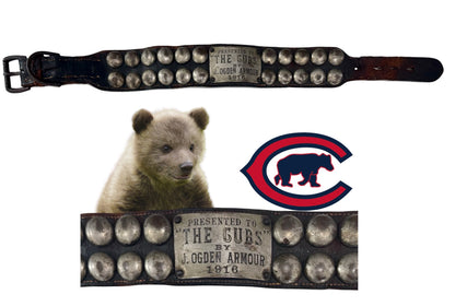 1916 Chicago Cubs Live Bear Cub Mascot Worn Collar